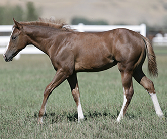 CM Foal3